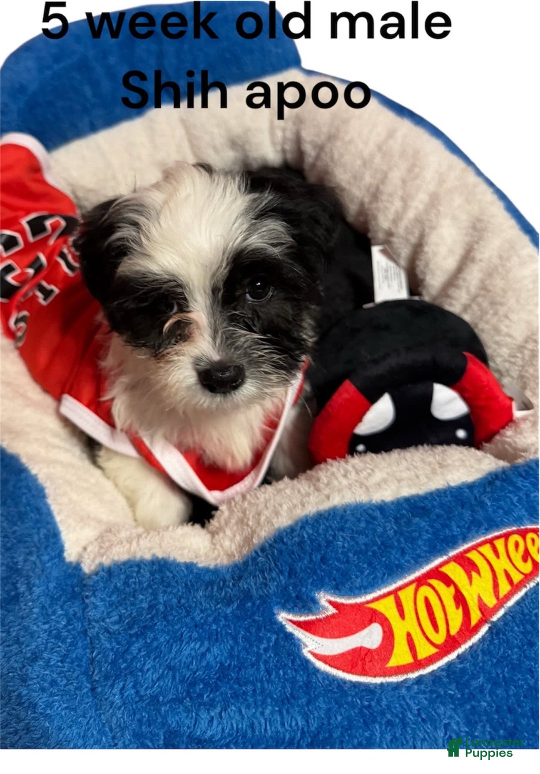 Shihpoo dogs for sale: Ray Ray - Image 3