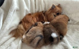 Pomeranian dogs for sale: Nick - Image 4