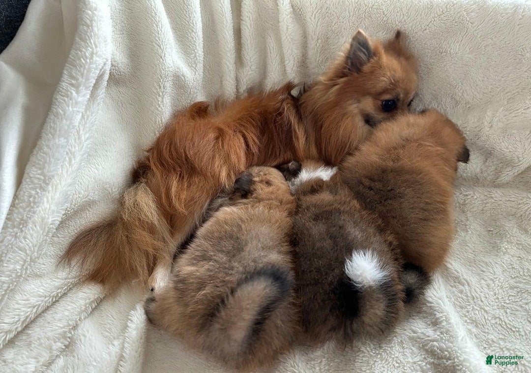 Pomeranian dogs for sale: Nick - Image 4