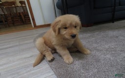 Golden Retriever dogs for sale: Starburst - Image 5