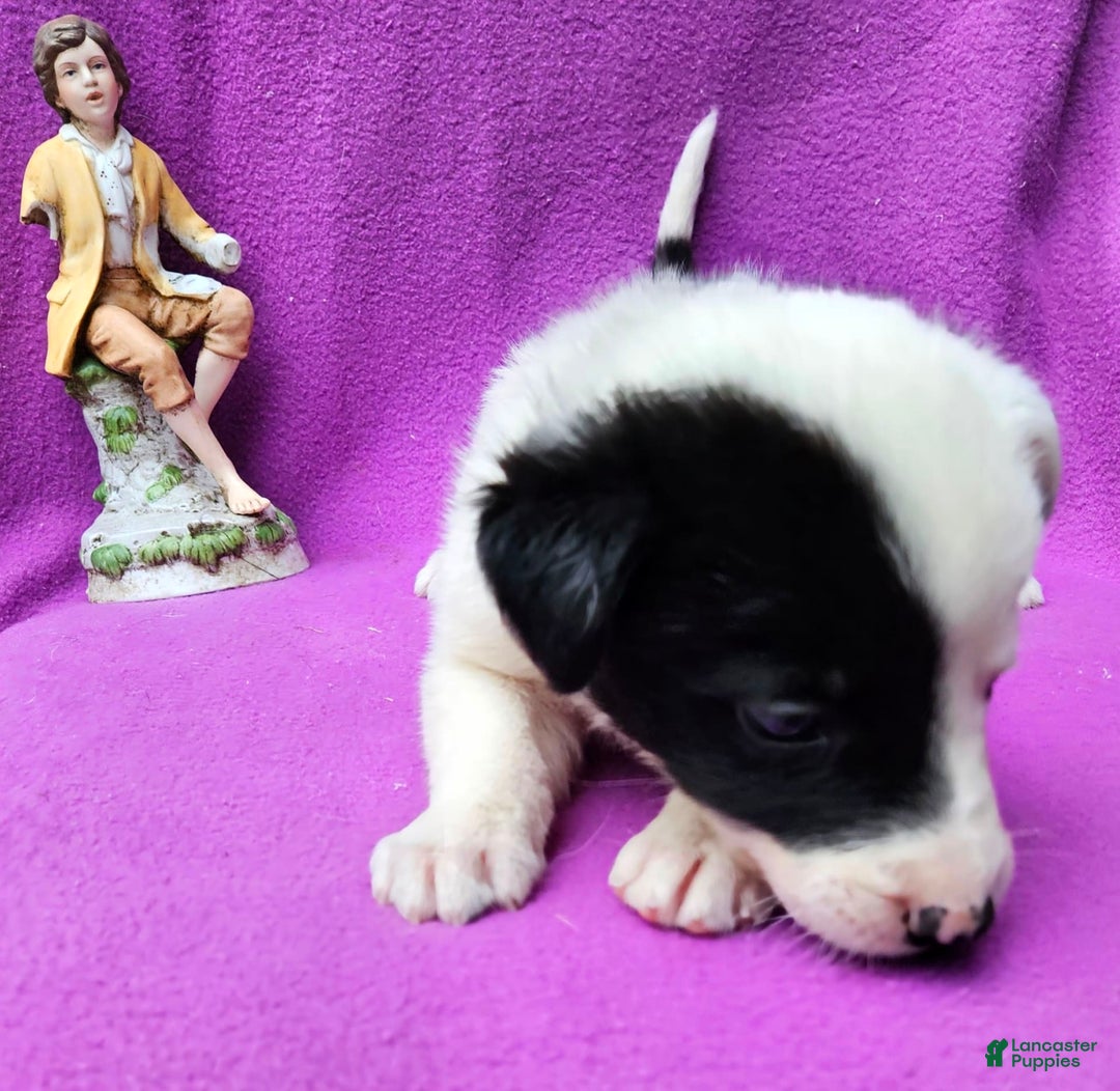 Border Collie dogs for sale: Hondo - Image 19