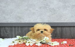 Maltipoo dogs for sale: Bella Extra Small - Image 13