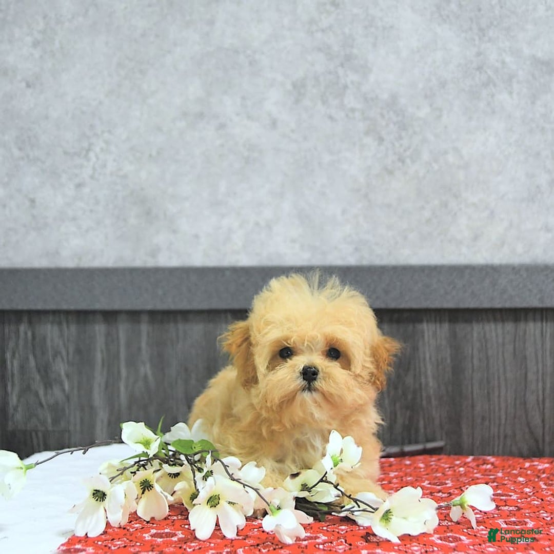 Maltipoo dogs for sale: Bella Extra Small - Image 13