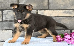 German Shepherd dogs for sale: Beauty - Image 7