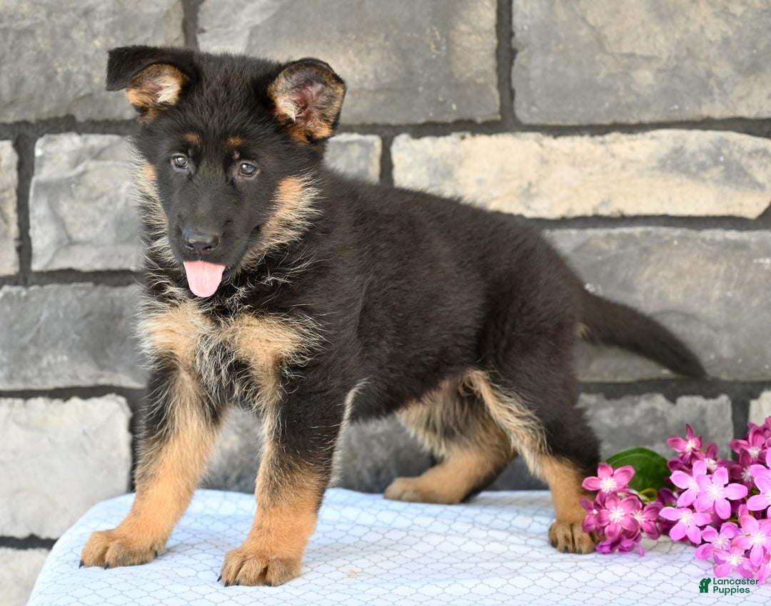 German Shepherd dogs for sale: Beauty - Image 7