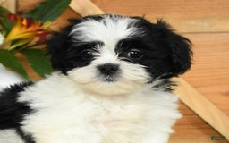 Teddy Bear dogs for sale: Summer - Image 1