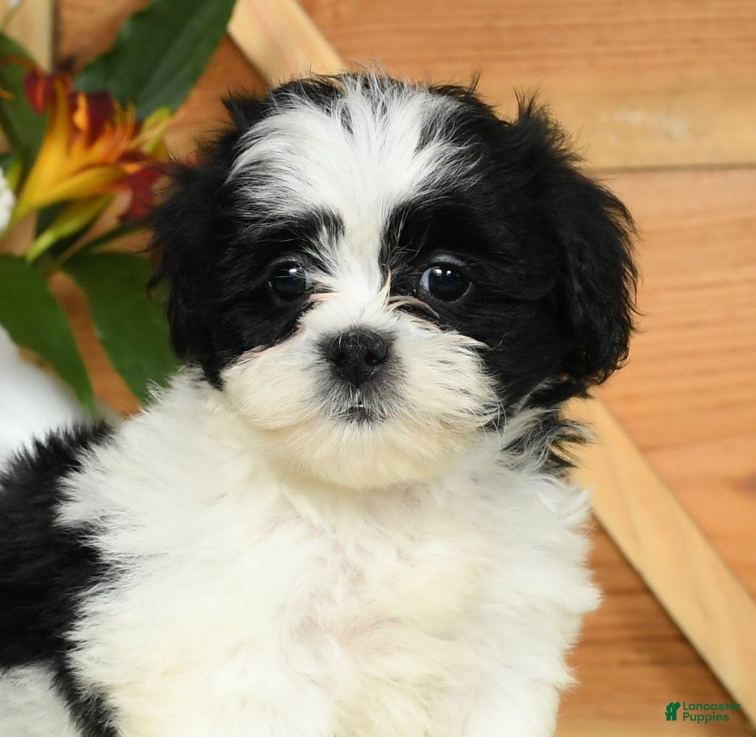 Teddy Bear dogs for sale: Summer - Image 1