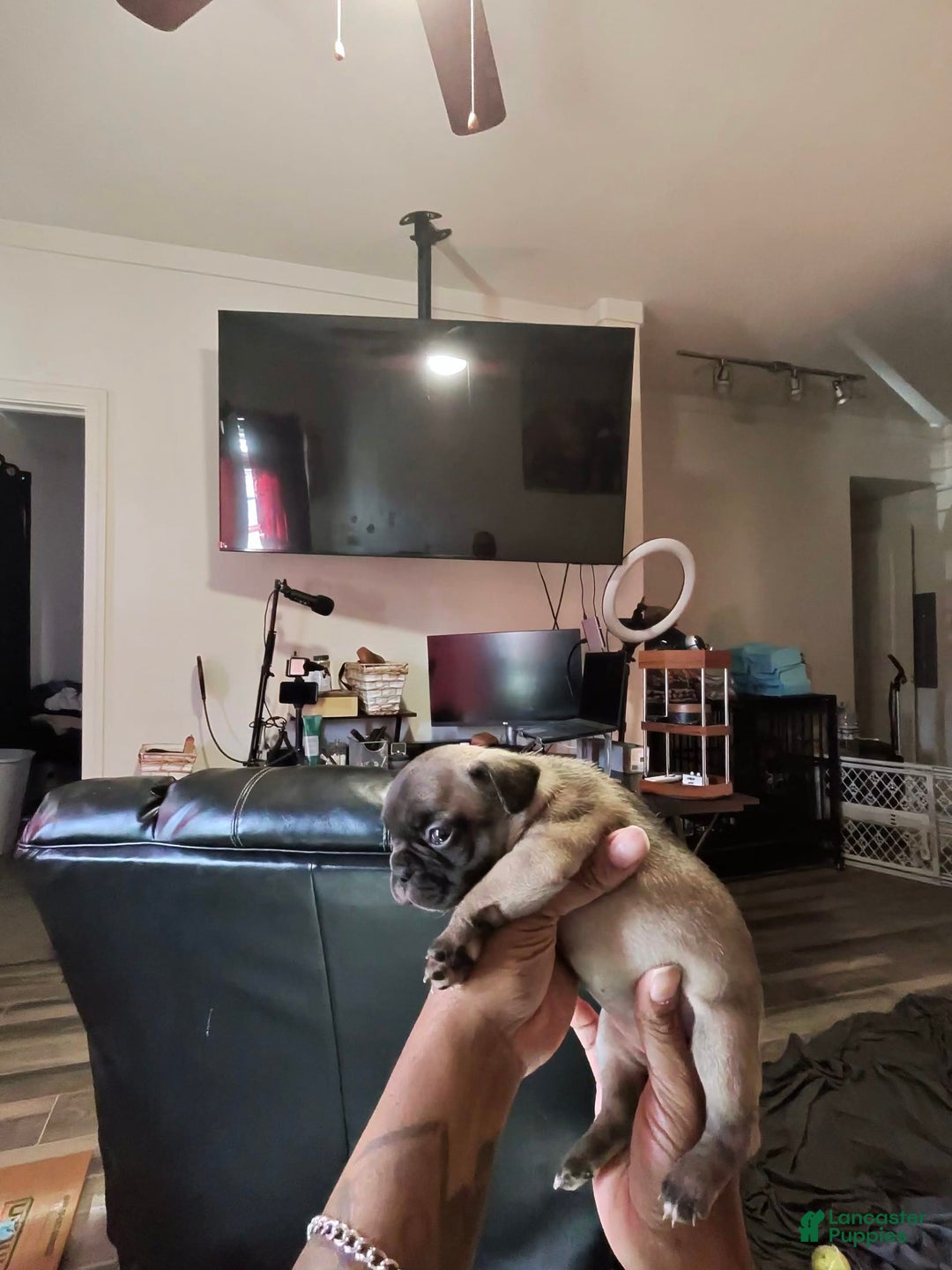 French Bulldog dogs for sale: Female 3 - Image 1
