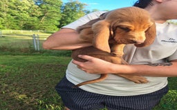 Bloodhound dogs for sale: Orange - Image 6