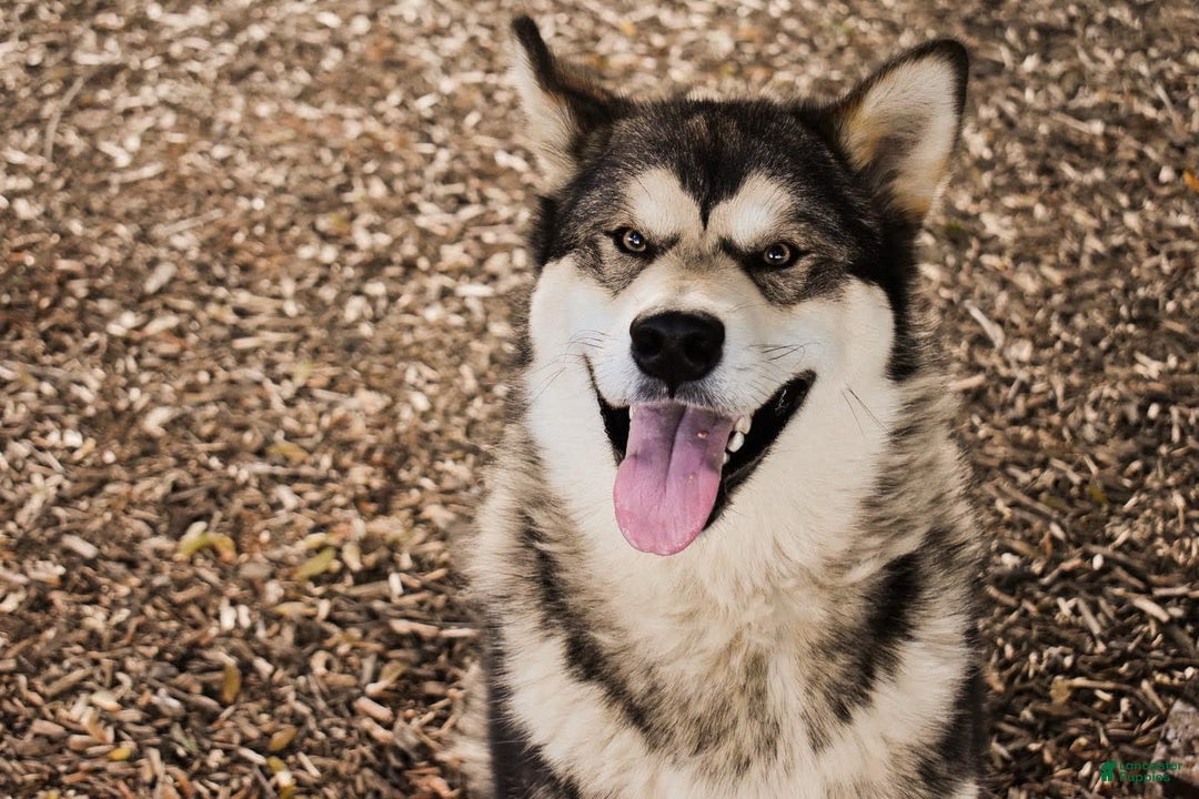 Alaskan Malamute dogs for sale: Ember - Image 3