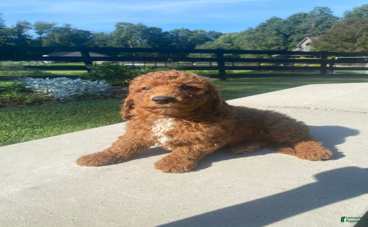 Mini Goldendoodle dogs for sale - Ad 1