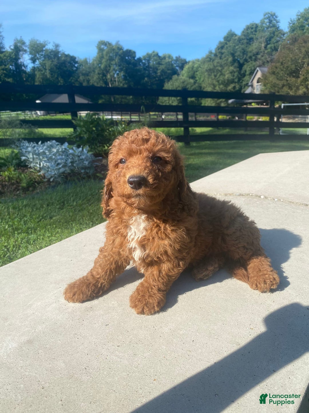 Mini Goldendoodle dogs for sale: Dexter - Image 1
