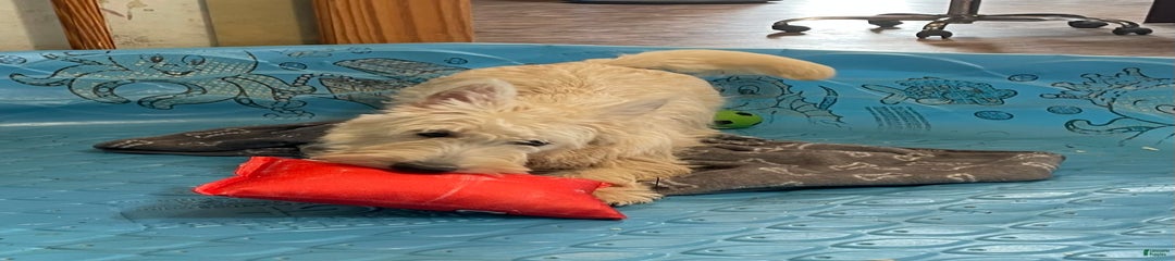 Simone