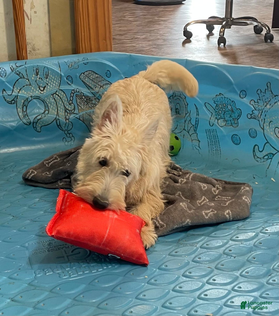 Scottish Terrier dogs for sale: Simone - Image 4