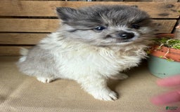 Pomeranian dogs for sale: Aaron - Image 15