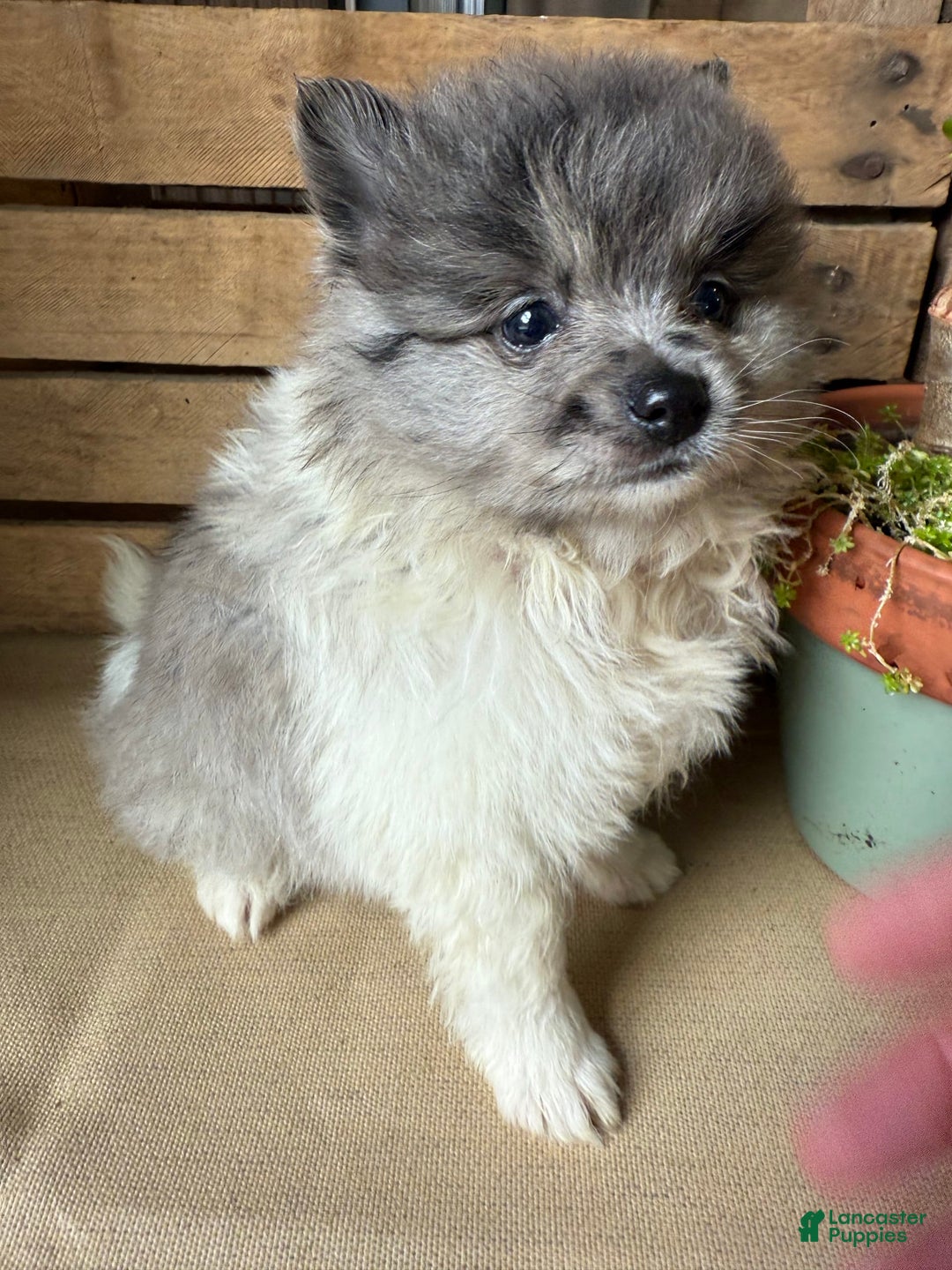 Pomeranian dogs for sale: Aaron - Image 15