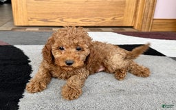 Cockapoo dogs for sale: Waylon - Image 7