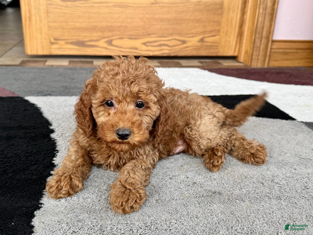 Cockapoo dogs for sale: Waylon - Image 7