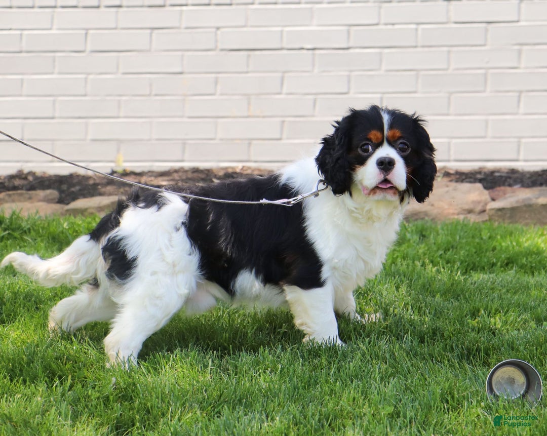 Cavalier King Charles Spaniel dogs for sale: Shiloh - Image 16