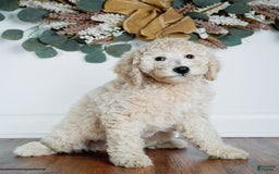 Goldendoodle dogs for sale: Mini Goldendoodle F1b2 - Image 4