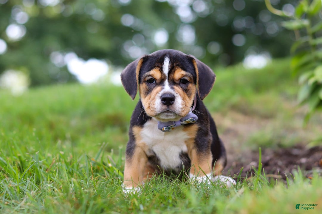 Beabull dogs for sale: Sadie - Image 1