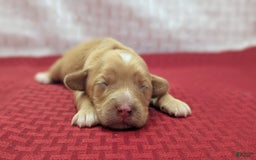 Cockapoo dogs for sale: Stoick - Image 14
