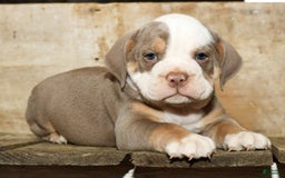 Beabull dogs for sale: Finn - Image 4