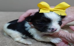 Yorkshire Terrier dogs for sale: Beckham - Image 19