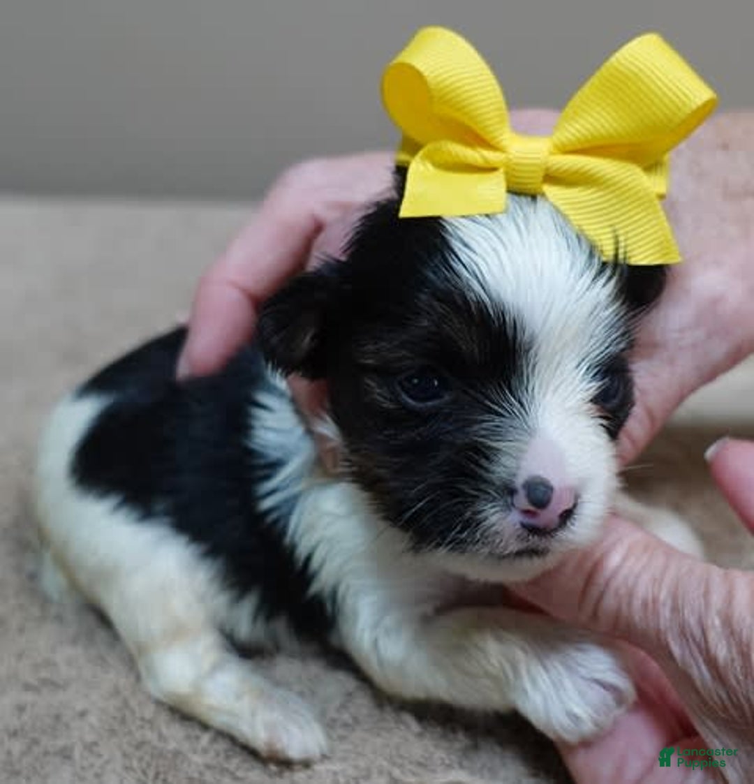Yorkshire Terrier dogs for sale: Beckham - Image 19