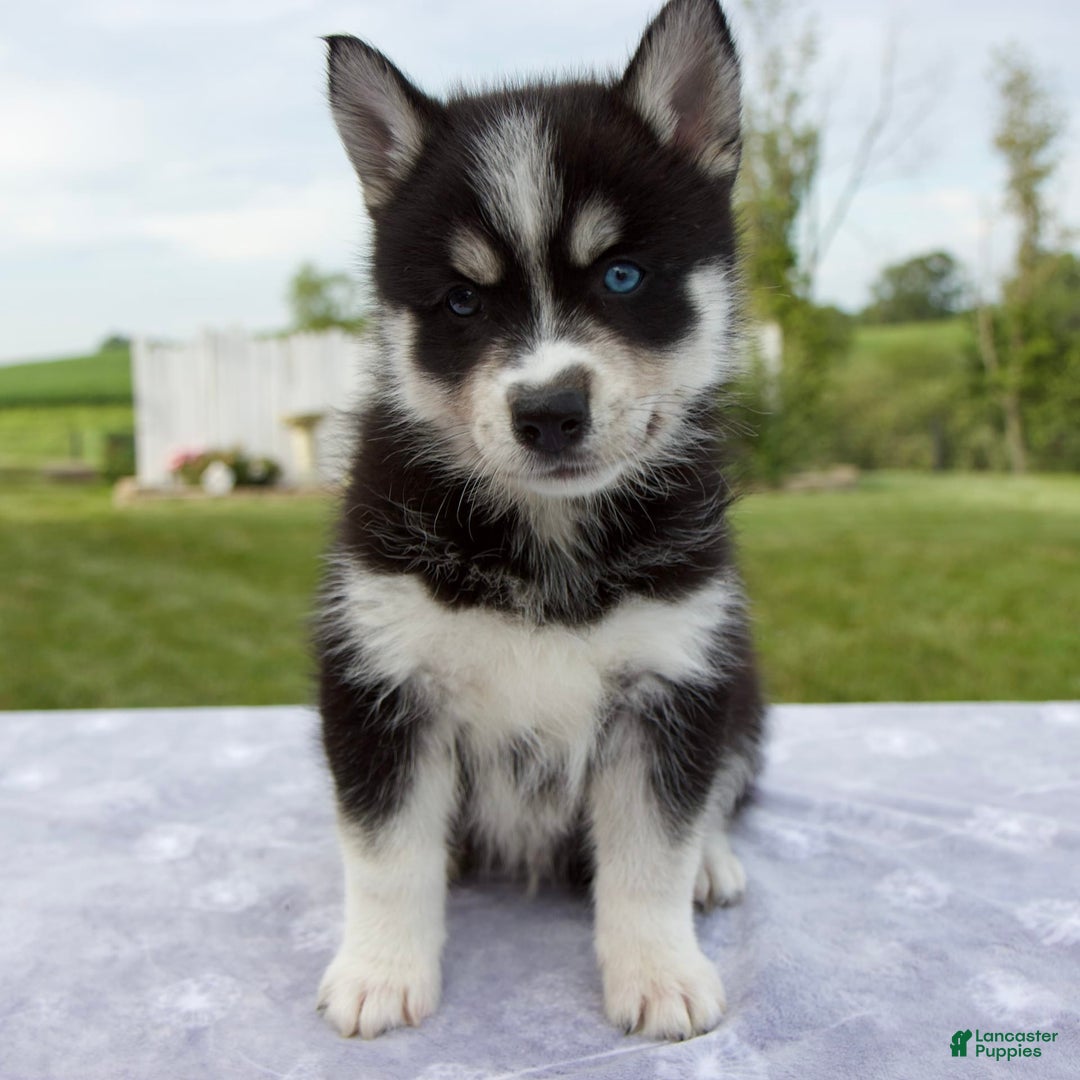 Pomsky dogs for sale: Bluey - Image 9