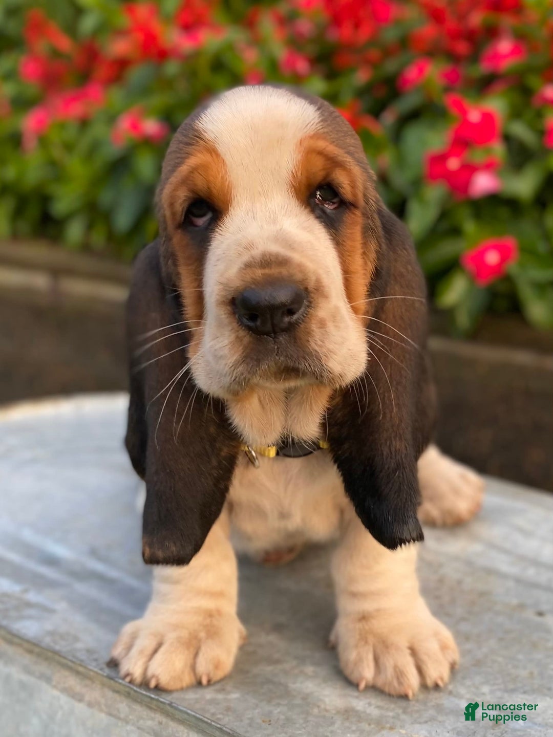 Basset Hound dogs for sale: Isabelle - Image 8