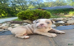 English Bulldog dogs for sale: Champ - Image 4