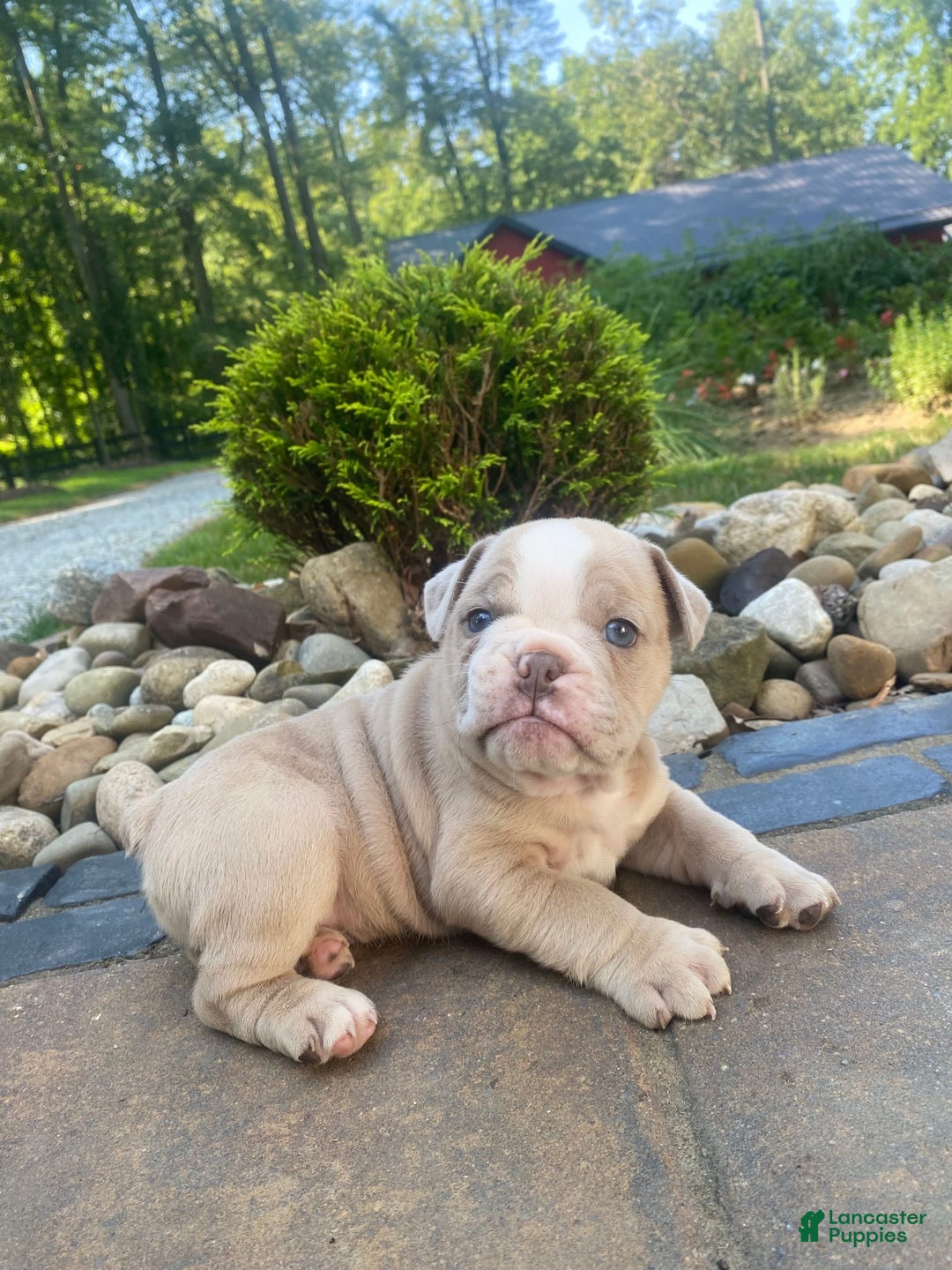 English Bulldog dogs for sale: Champ - Image 4