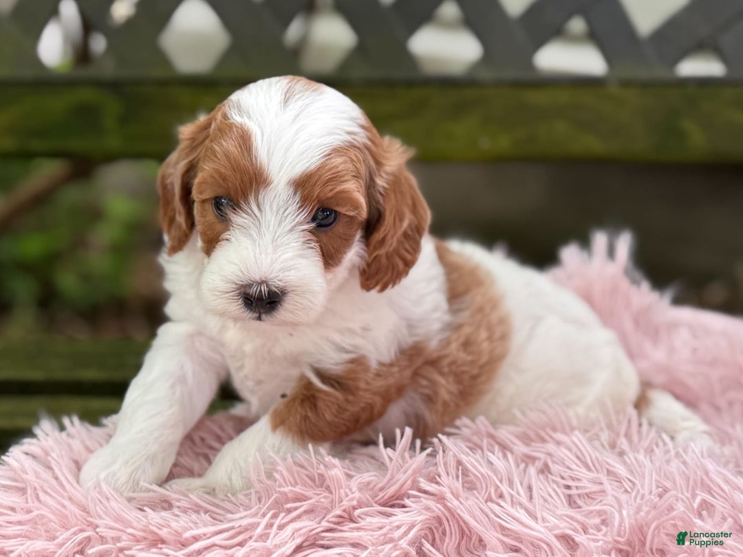 Cavapoo dogs for sale: Brady - Image 1