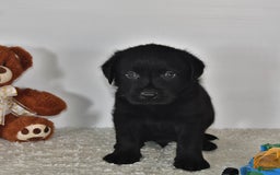 Labrador Retriever dogs for sale: Carter - Image 1