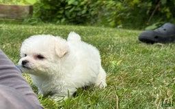 Bichon Frise dogs for sale: Prince - Image 19