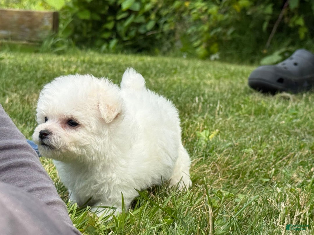 Bichon Frise dogs for sale: Prince - Image 19