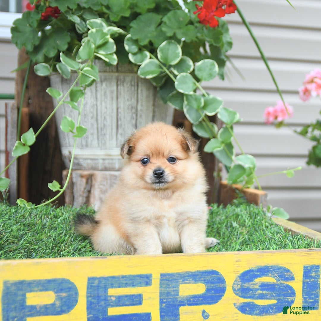 Pomeranian dogs for sale: Carson - Image 2