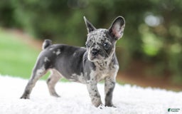 French Bulldog dogs for sale: Venus - Image 2