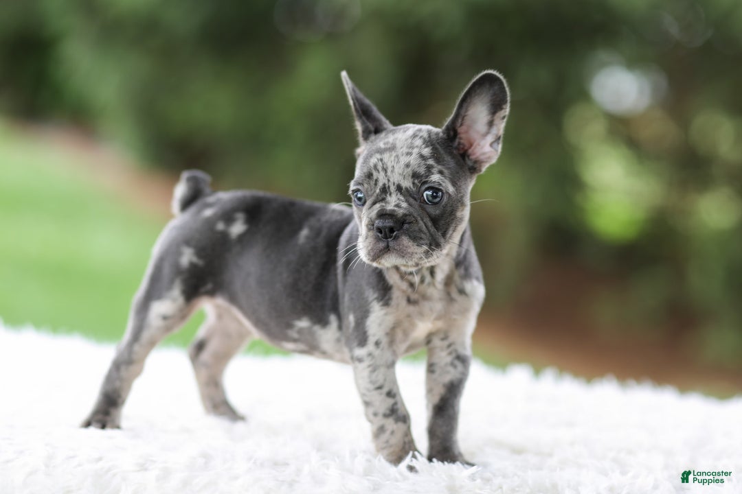 French Bulldog dogs for sale: Venus - Image 2