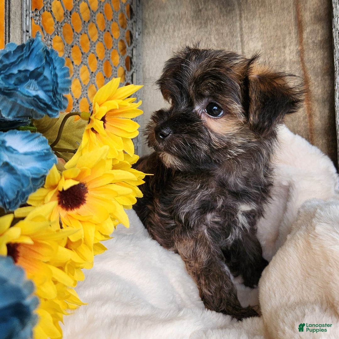 Morkie dogs for sale: Bandit - Image 2
