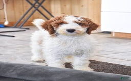 Goldendoodle dogs for sale: Oliver - Image 1