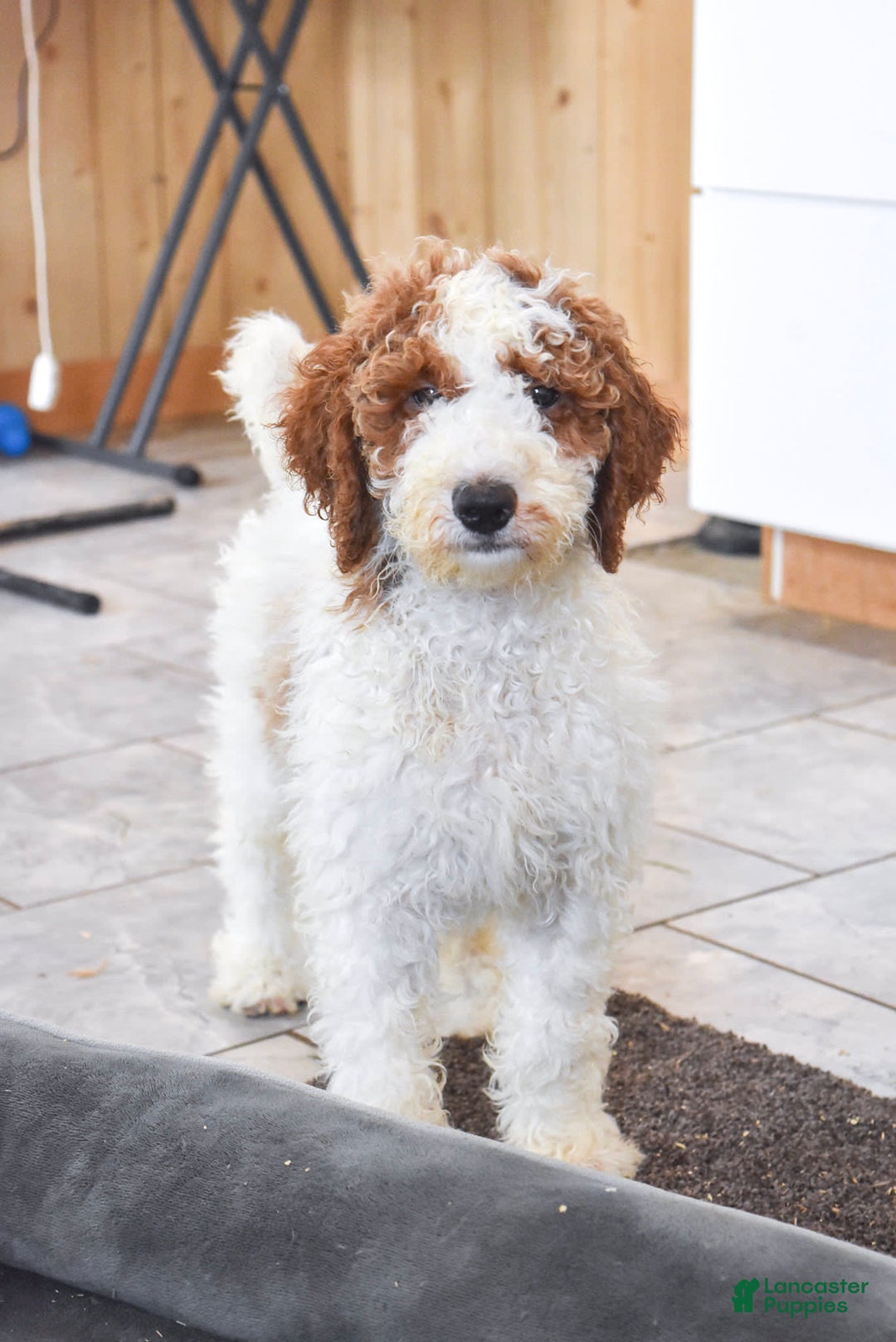 Goldendoodle dogs for sale: Oliver - Image 1