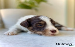 Mini Aussiedoodle dogs for sale: Nutmeg - Image 2