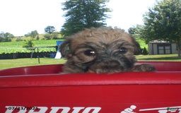 Yorkiepoo dogs for sale: Sally - Image 11