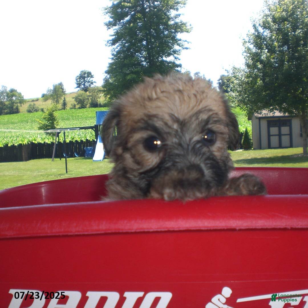 Yorkiepoo dogs for sale: Sally - Image 11