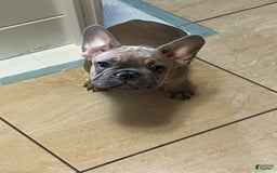 French Bulldog dogs for sale: Pancho - Image 1
