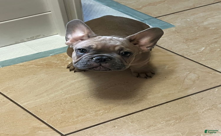 French Bulldog dogs for sale - Ad 1