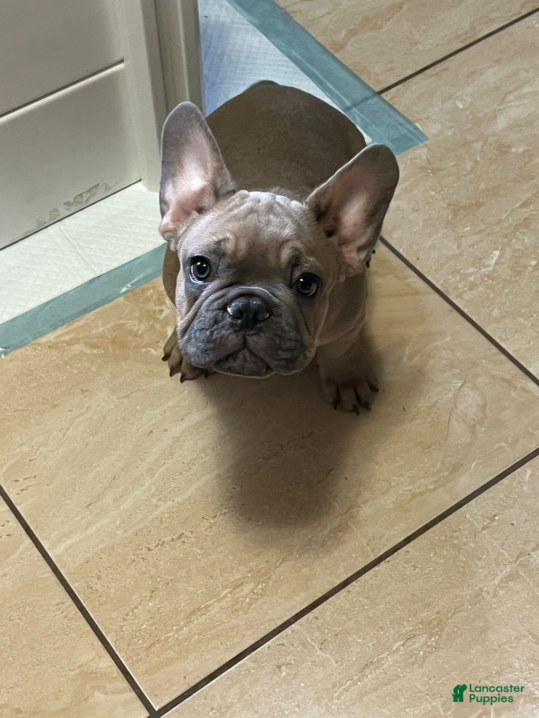 French Bulldog dogs for sale: Pancho - Image 1