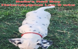 Dalmatian dogs for sale: Belles Red Lua Boy - Image 1